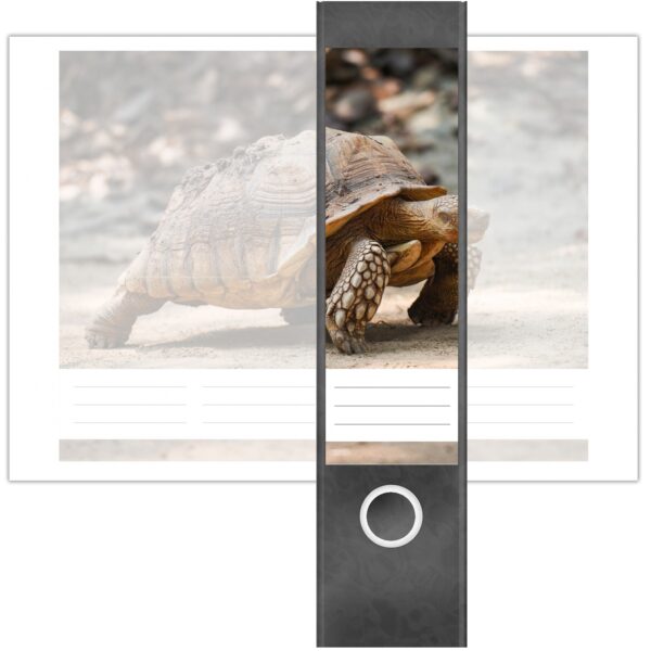 Etiketten für Ordner | Schildkröte | 4 breite Aufkleber für Ordnerrücken | Selbstklebende Design Ordneretiketten Rückenschilder