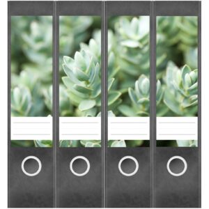 Etiketten für Ordner | Sukkulenten 2 | 4 breite Aufkleber für Ordnerrücken | Selbstklebende Design Ordneretiketten Rückenschilder