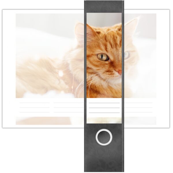 Etiketten für Ordner | Katze auf Kissen | 4 breite Aufkleber für Ordnerrücken | Selbstklebende Design Ordneretiketten Rückenschilder