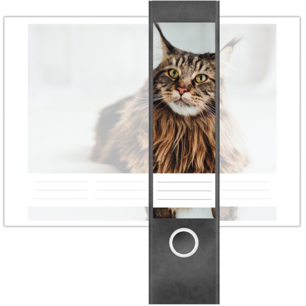 Etiketten für Ordner | braune Katze | 4 breite Aufkleber für Ordnerrücken | Selbstklebende Design Ordneretiketten Rückenschilder