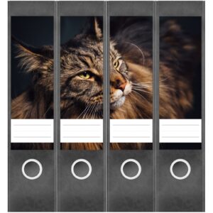 Etiketten für Ordner | Katzenfoto Katze | 4 breite Aufkleber für Ordnerrücken | Selbstklebende Design Ordneretiketten Rückenschilder