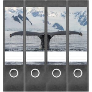 Etiketten für Ordner | Waal Meer Flosse | 4 breite Aufkleber für Ordnerrücken | Selbstklebende Design Ordneretiketten Rückenschilder
