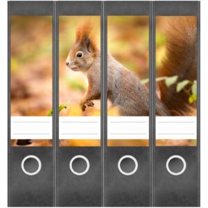 Etiketten für Ordner | Eichhörnchen | 4 breite Aufkleber für Ordnerrücken | Selbstklebende Design Ordneretiketten Rückenschilder