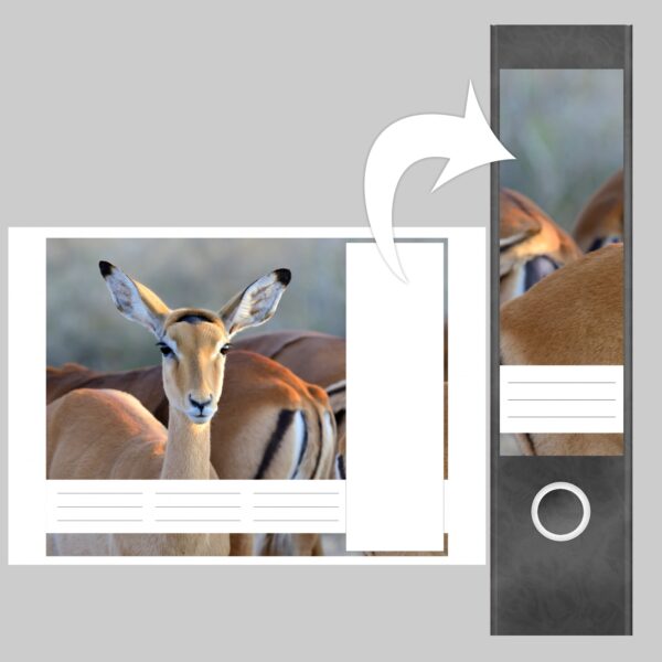 Etiketten für Ordner | Gazelle | 4 breite Aufkleber für Ordnerrücken | Selbstklebende Design Ordneretiketten Rückenschilder