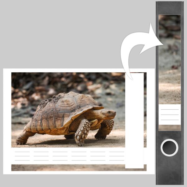Etiketten für Ordner | Schildkröte | 7 Aufkleber für schmale Ordnerrücken | Selbstklebende Design Ordneretiketten Rückenschilder