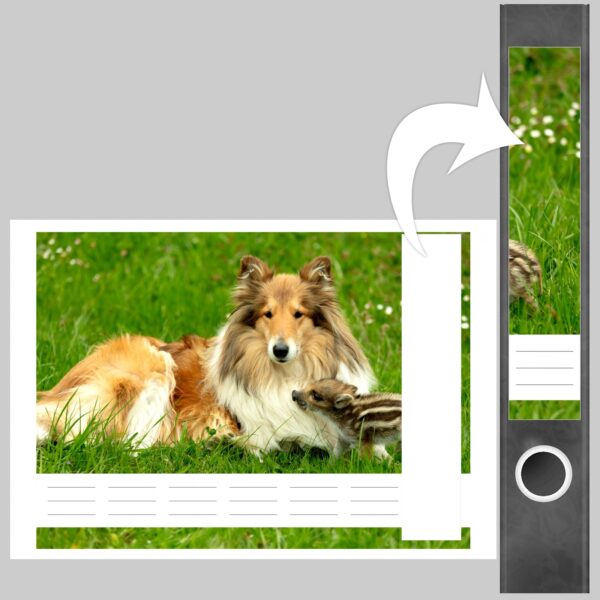 Etiketten für Ordner | Hund Collie auf Wiese | 7 Aufkleber für schmale Ordnerrücken | Selbstklebende Design Ordneretiketten Rückenschilder