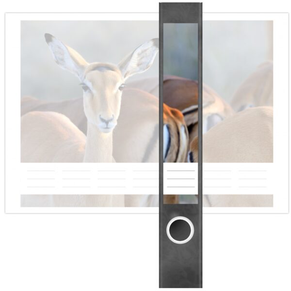 Etiketten für Ordner | Gazelle | 7 Aufkleber für schmale Ordnerrücken | Selbstklebende Design Ordneretiketten Rückenschilder
