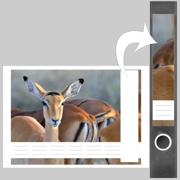 Etiketten für Ordner | Gazelle | 7 Aufkleber für schmale Ordnerrücken | Selbstklebende Design Ordneretiketten Rückenschilder